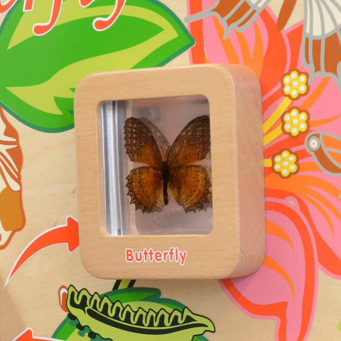 Light-Up Butterfly Life Cycle Wall Element