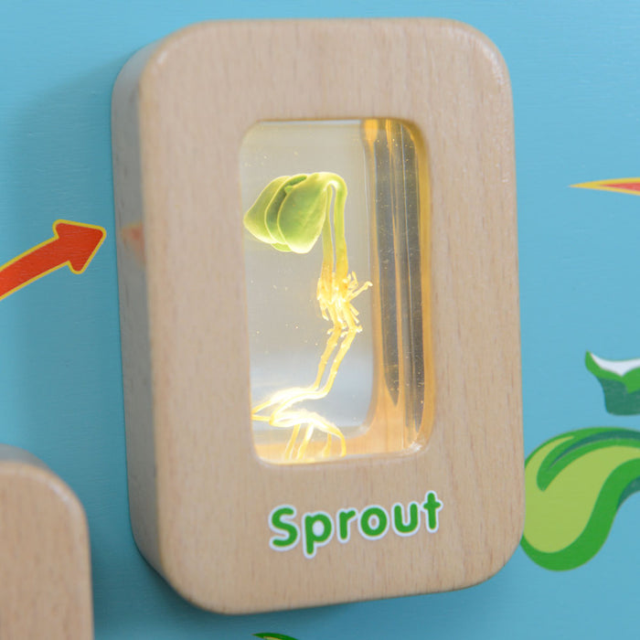 Light-Up Plant Life Cycle Wall Element