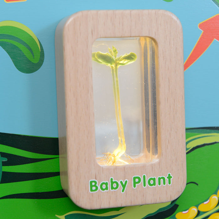 Light-Up Plant Life Cycle Wall Element