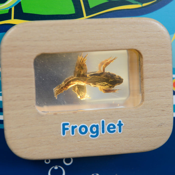 Light-Up Frog Life Cycle Wall Element