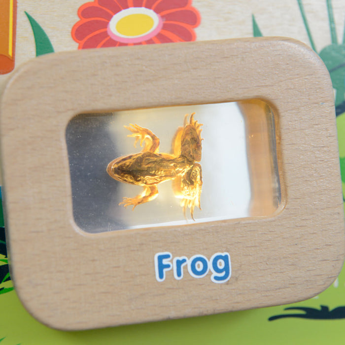 Light-Up Frog Life Cycle Wall Element