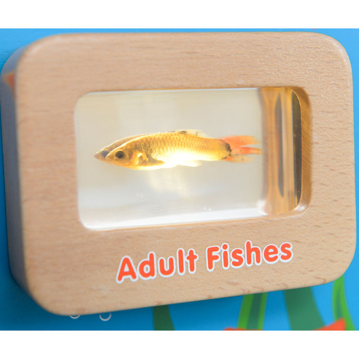Light-Up Fish Life Cycle Wall Element