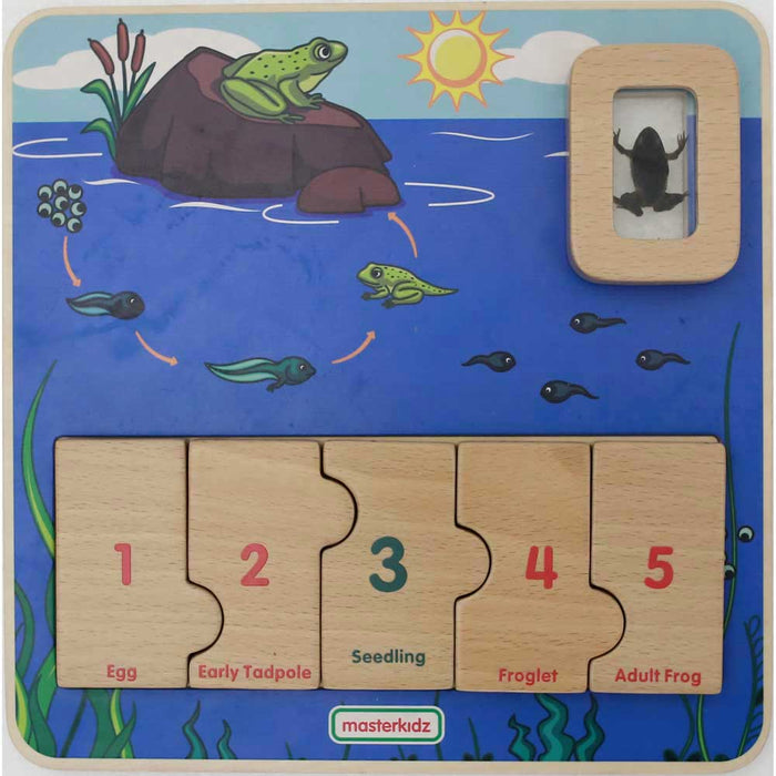 Frog Life Cycle Learning Board