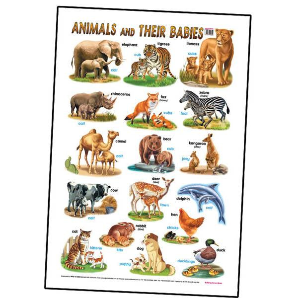 Educational Chart Animals And Their Babies