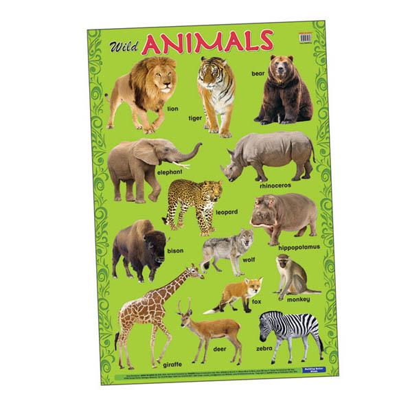 Educational Chart Wild Animals