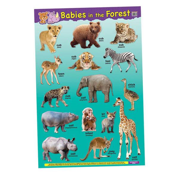 Educational Chart Babies In The Forest