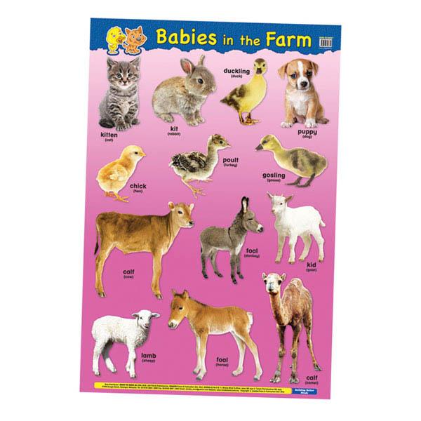 Educational Chart Babies In The Farm